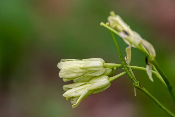 Kardaminowe Enneafilo Kwiat Rosnący Łące Zbliżenie — Zdjęcie stockowe