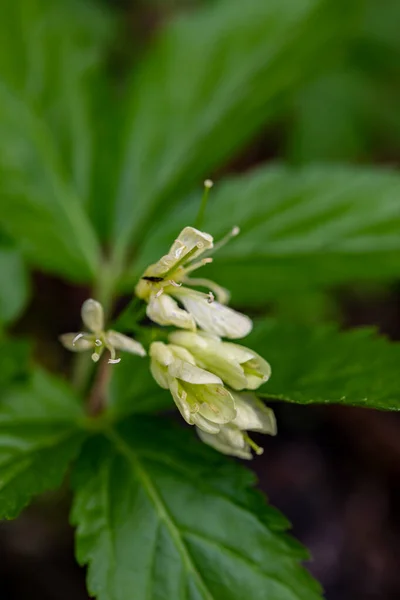 Cardamine Enneaphyllos Virág Növekszik Rét Közelről — Stock Fotó
