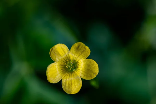 Kwiat Szałwii Dillenii Rosnący Łące — Zdjęcie stockowe