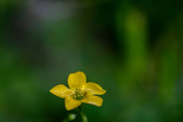 Kwiat Szałwii Dillenii Rosnący Łące — Zdjęcie stockowe