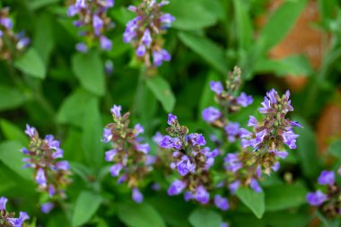 Çayırda yetişen Salvia resmi çiçekleri, kapayın.