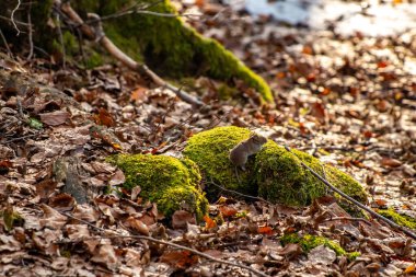 Ormanda fare, bahar zamanı.