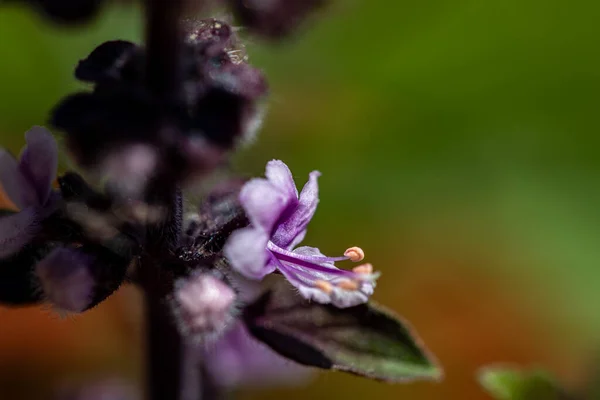 Цветок Ocimum Kilibichicum Растущий Говядине Крупным Планом — стоковое фото