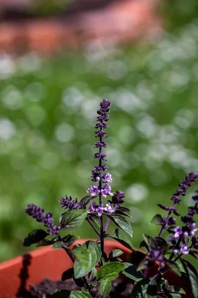 stock image Ocimum kilimandscharicum flower growing in meadow, close up