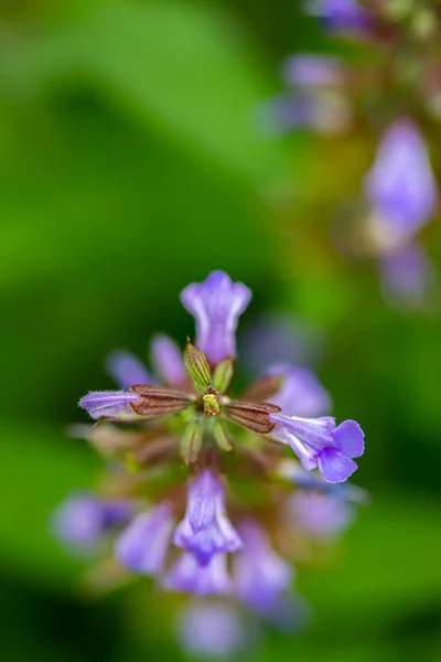 Salvia Officinalis Virág Rét Közelről — Stock Fotó