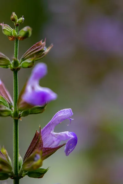 Salvia Officinalis Квітка Росте Лузі Крупним Планом — стокове фото