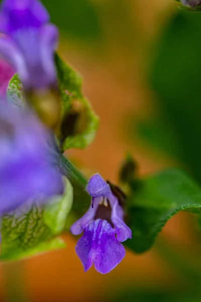 Salvia Officinalis Flor Crescendo Prado Close — Fotografia de Stock