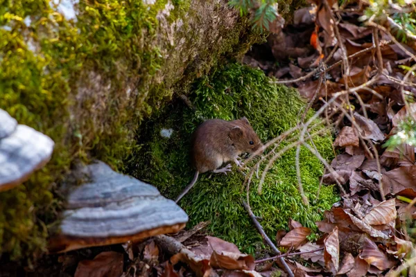 Rato Floresta Tempo Primavera — Fotografia de Stock