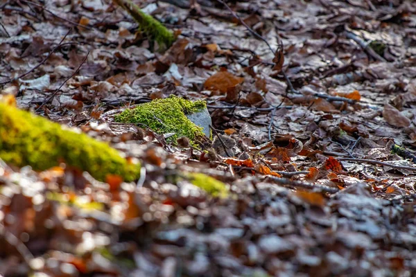 Mysz Lesie Czas Wiosenny — Zdjęcie stockowe