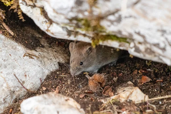 Mouse Nella Foresta Primavera — Foto Stock