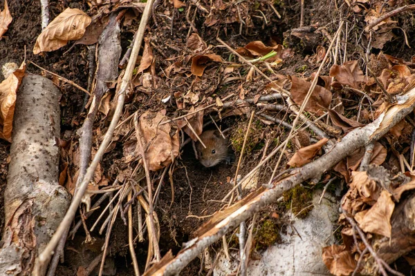 Rato Floresta Tempo Primavera — Fotografia de Stock