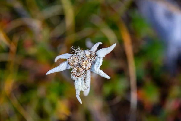 Leontopodium Nivale Λουλούδι Αυξάνεται Στα Βουνά Κοντά — Φωτογραφία Αρχείου