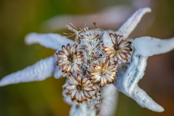 Leontopodium Nivale Flor Que Crece Las Montañas Cerca — Foto de Stock