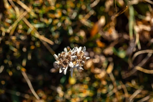 Leontopodium Nivale Virág Hegyekben Közelről — Stock Fotó
