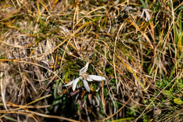高山上生长的线莲花 — 图库照片