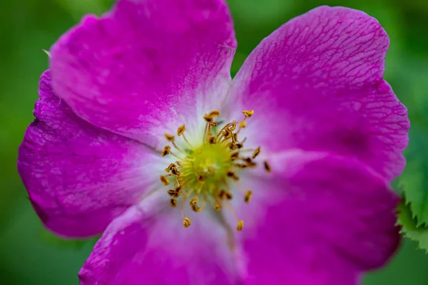 Rosa Pendel Blume Wächst Den Bergen Nahaufnahme — Stockfoto