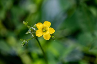 Çayırda yetişen Oxalis dillenii çiçeği