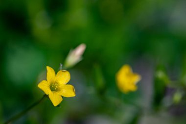 Çayırda yetişen Oxalis dillenii çiçeği