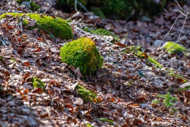 Ormanda fare, bahar zamanı.