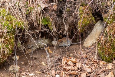 Ormanda fare, bahar zamanı.