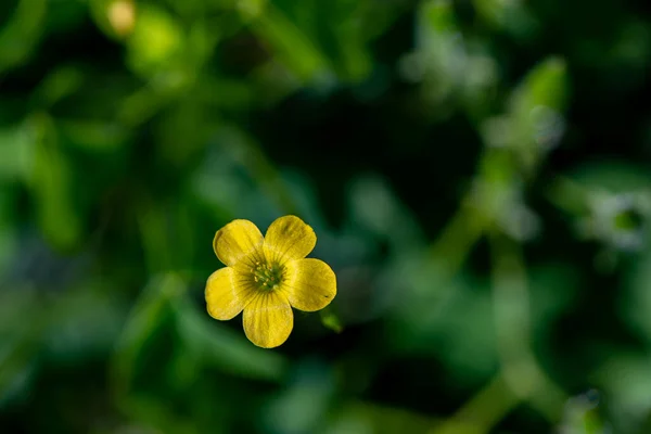 Çayırda Yetişen Oxalis Dillenii Çiçeği — Stok fotoğraf