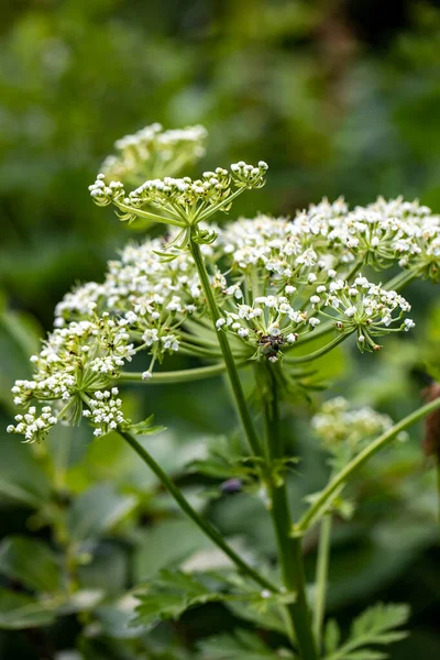 Pleurospermum Austriacum Virág Hegyekben — Stock Fotó