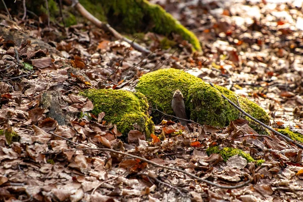 Мышь Лесу Весеннее Время — стоковое фото