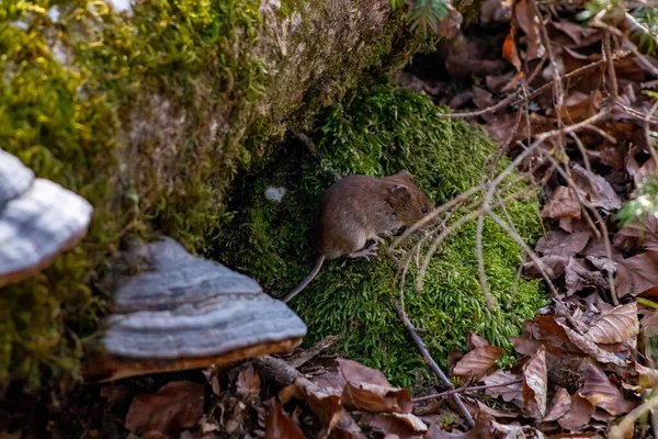 森林里的老鼠 — 图库照片