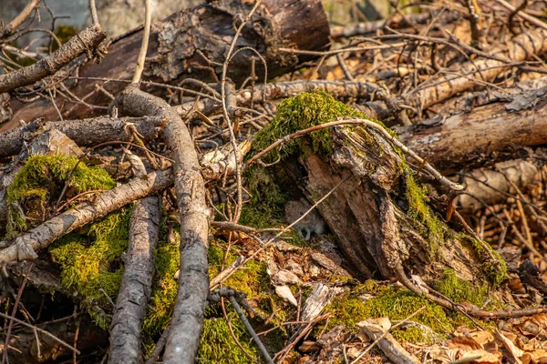 Mysz Lesie Czas Wiosenny — Zdjęcie stockowe