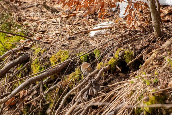 Ratón Bosque Primavera —  Fotos de Stock