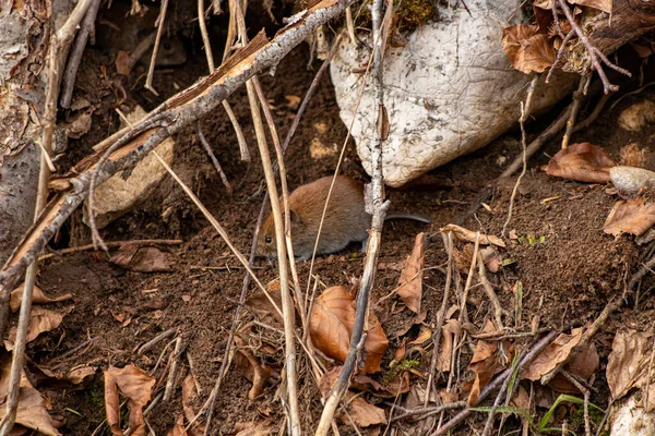 森林里的老鼠 — 图库照片