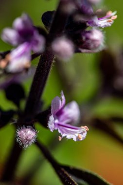 Çayırda büyüyen Ocimum Kilimandscharicum çiçeği, kapat