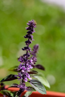 Çayırda büyüyen Ocimum Kilimandscharicum çiçeği, kapat