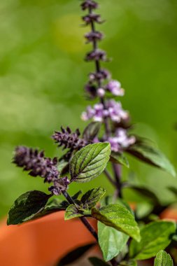 Çayırda büyüyen Ocimum Kilimandscharicum çiçeği, kapat