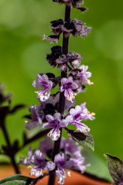 Çayırda büyüyen Ocimum Kilimandscharicum çiçeği, kapat