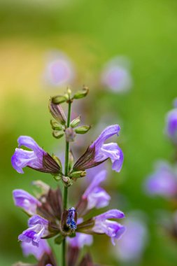 Çayırda yetişen Salvia resmi çiçekleri, kapayın.