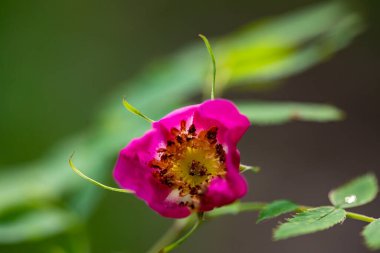 Dağlarda yetişen Rosa sarkacı, yaklaş