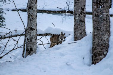 Ormanda geyik, Bohinj bölgesinde.