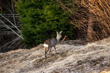 Ormanda geyik, Bohinj bölgesinde.