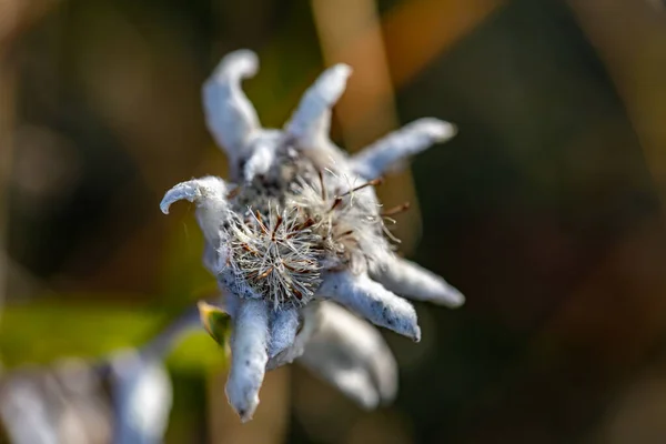 Леонтоподібна Квітка Росте Горах Крупним Планом — стокове фото