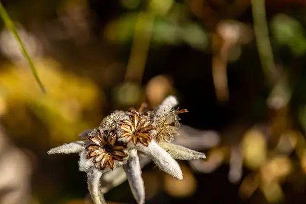 Леонтоподібна Квітка Росте Горах Крупним Планом — стокове фото