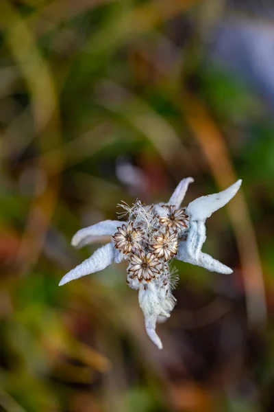 Leontopodium Nivale Flor Crescendo Nas Montanhas Close — Fotografia de Stock