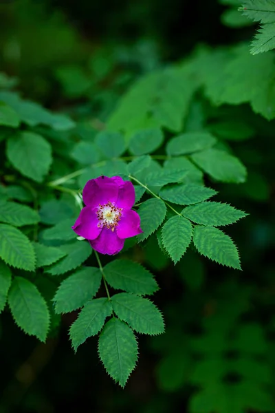 Rosa Pendel Blume Wächst Den Bergen Nahaufnahme — Stockfoto