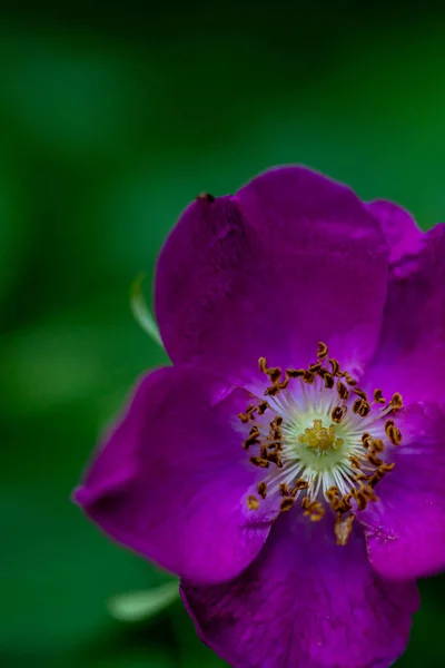 Rosa Pendulina Λουλούδι Αυξάνεται Στα Βουνά Κοντά — Φωτογραφία Αρχείου