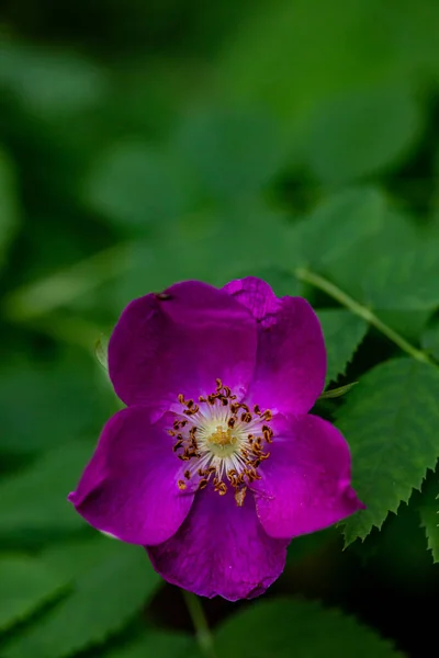 Rosa Wahadłowa Kwiat Rośnie Górach Zbliżenie — Zdjęcie stockowe