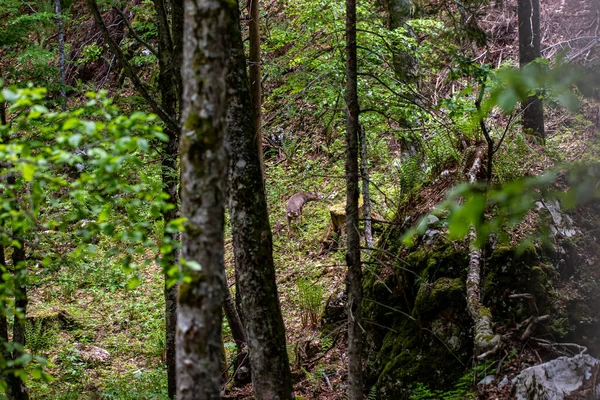 stock image Deer in the forest, Bohinj region