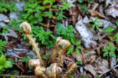 Ormanda yetişen Dryopteris filix-mas çiçeği