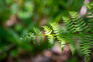 Ormanda yetişen Dryopteris filix-mas çiçeği