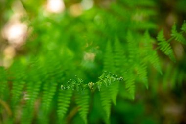 Ormanda yetişen Dryopteris filix-mas çiçeği