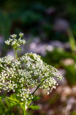 Dağlarda yetişen Pleurospermum austriacum çiçeği